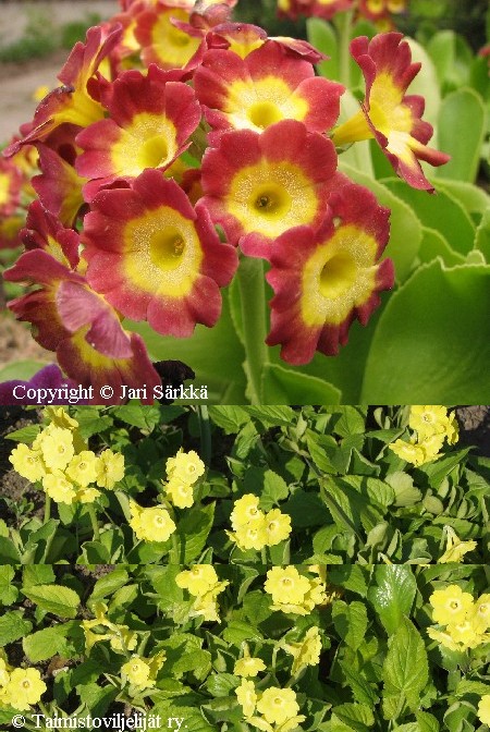 Primula x pubescens